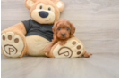 Best Cavapoo Baby
