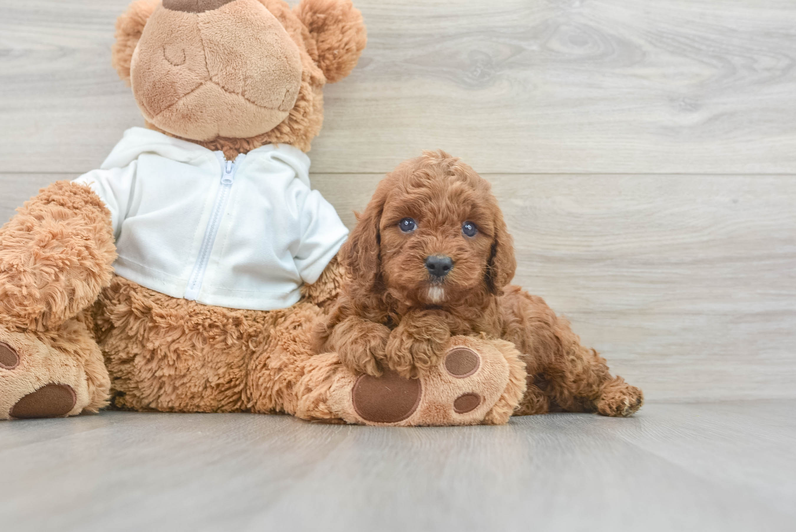 Playful Cavoodle Poodle Mix Puppy