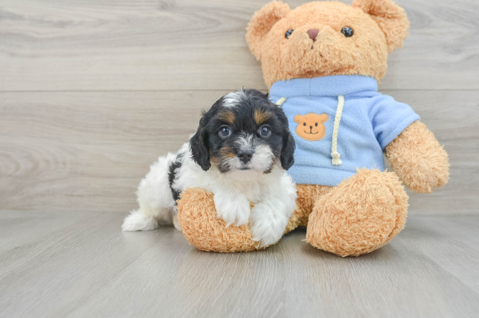 7 week old Cavapoo Puppy For Sale - Seaside Pups