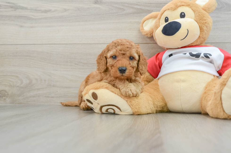 5 week old Cavapoo Puppy For Sale - Seaside Pups