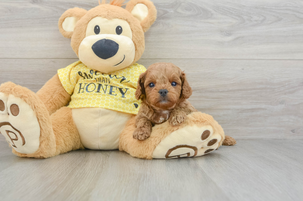 6 week old Cavapoo Puppy For Sale - Seaside Pups