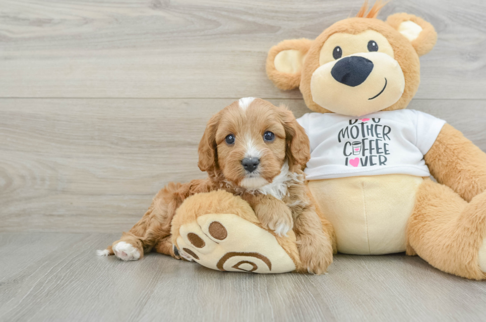 5 week old Cavapoo Puppy For Sale - Seaside Pups