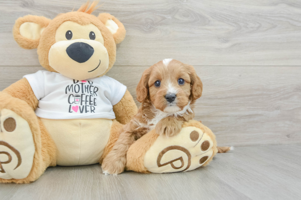 Cavapoo Pup Being Cute