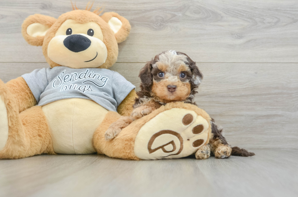 6 week old Cavapoo Puppy For Sale - Seaside Pups