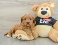 8 week old Cavapoo Puppy For Sale - Seaside Pups
