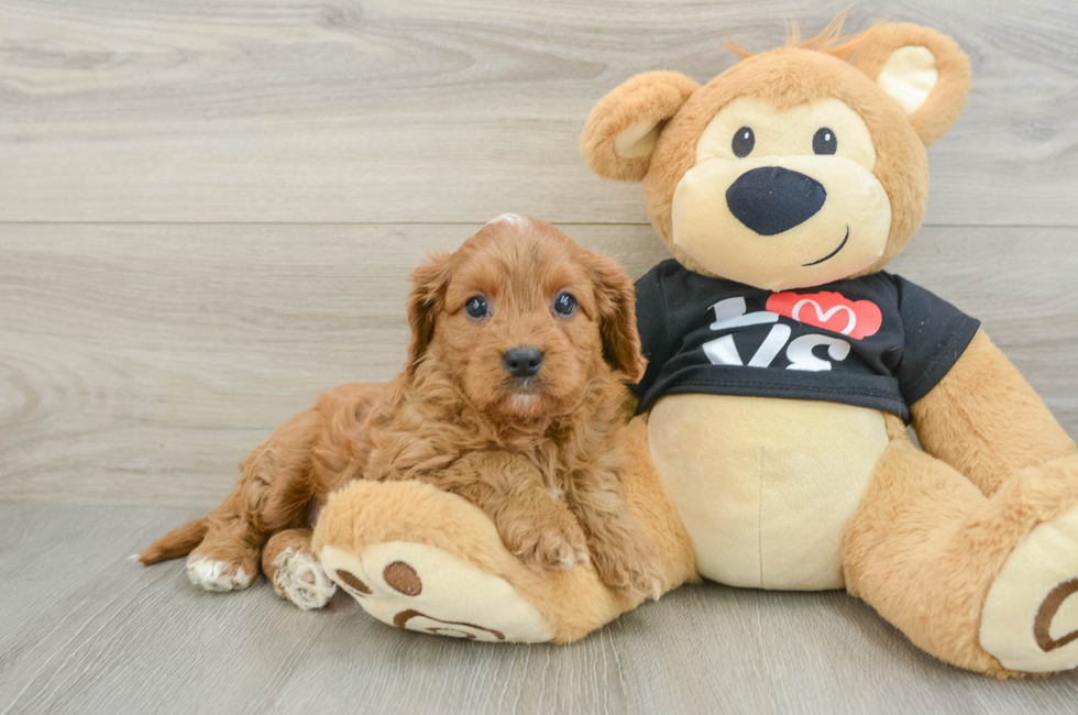 7 week old Cavapoo Puppy For Sale - Seaside Pups