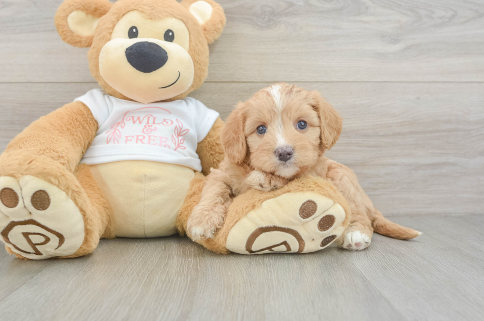 5 week old Cavapoo Puppy For Sale - Seaside Pups