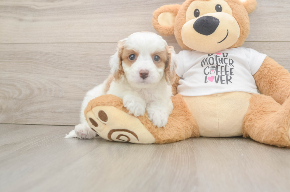6 week old Cavapoo Puppy For Sale - Seaside Pups