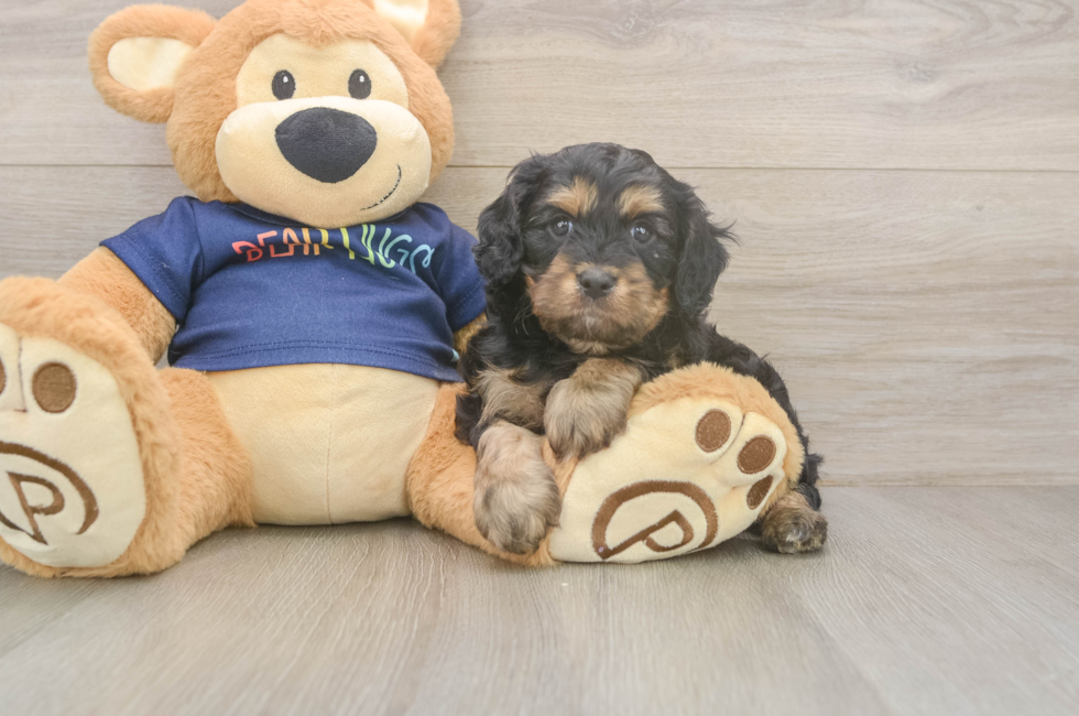 5 week old Cavapoo Puppy For Sale - Seaside Pups