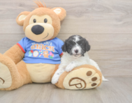 7 week old Cavapoo Puppy For Sale - Seaside Pups