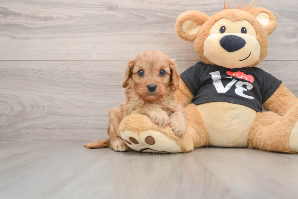 Cavapoo Pup Being Cute