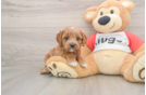 Best Cavapoo Baby