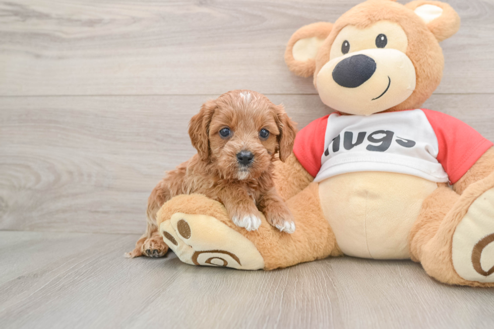 Best Cavapoo Baby
