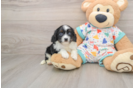 Happy Cavapoo Baby