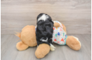 Best Cavapoo Baby