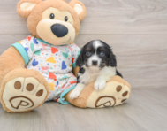 7 week old Cavapoo Puppy For Sale - Seaside Pups