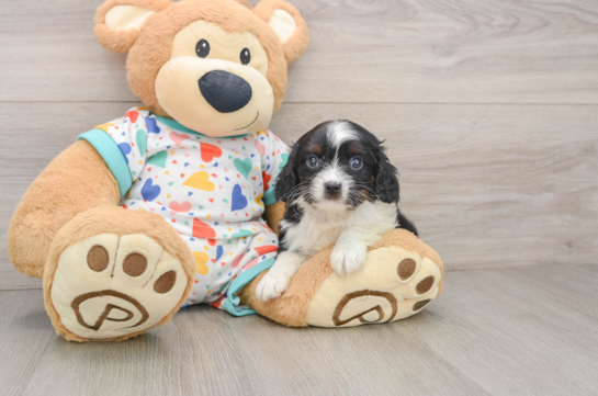 Cavapoo Puppy for Adoption