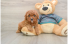 Small Cavapoo Baby