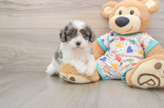 Cavapoo Pup Being Cute