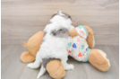 Best Cavapoo Baby