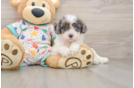 Best Cavapoo Baby