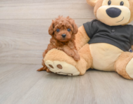 7 week old Cavapoo Puppy For Sale - Seaside Pups