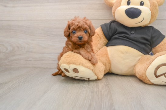 Friendly Cavapoo Baby