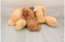 Cavapoo Pup Being Cute