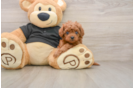 Playful Cavapoodle Poodle Mix Puppy