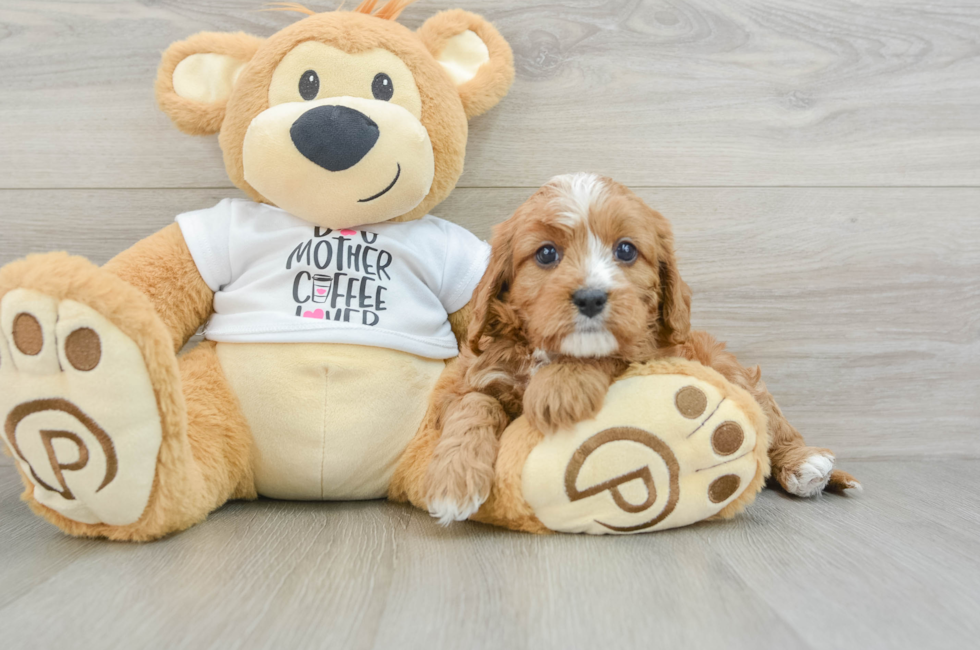 5 week old Cavapoo Puppy For Sale - Seaside Pups