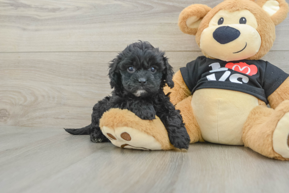 Petite Cavapoo Poodle Mix Pup