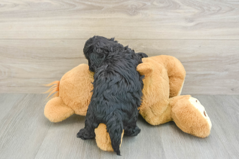 Popular Cavapoo Poodle Mix Pup