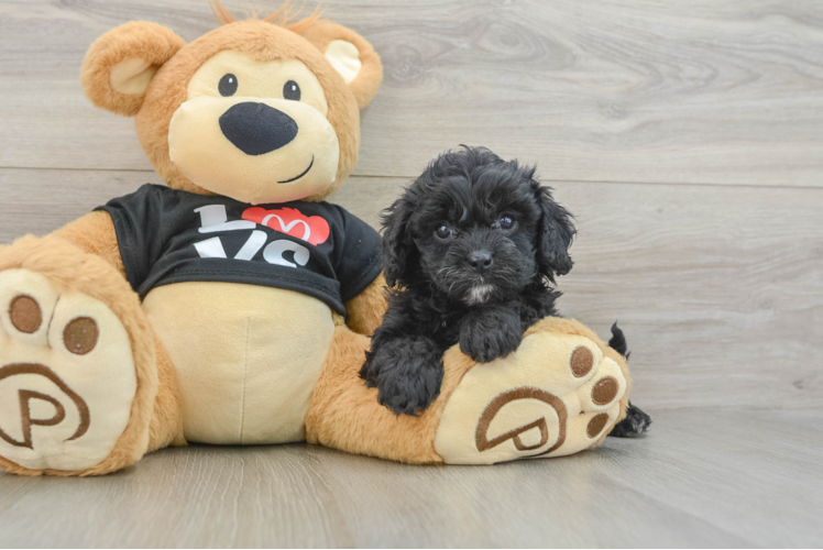 Cavapoo Pup Being Cute