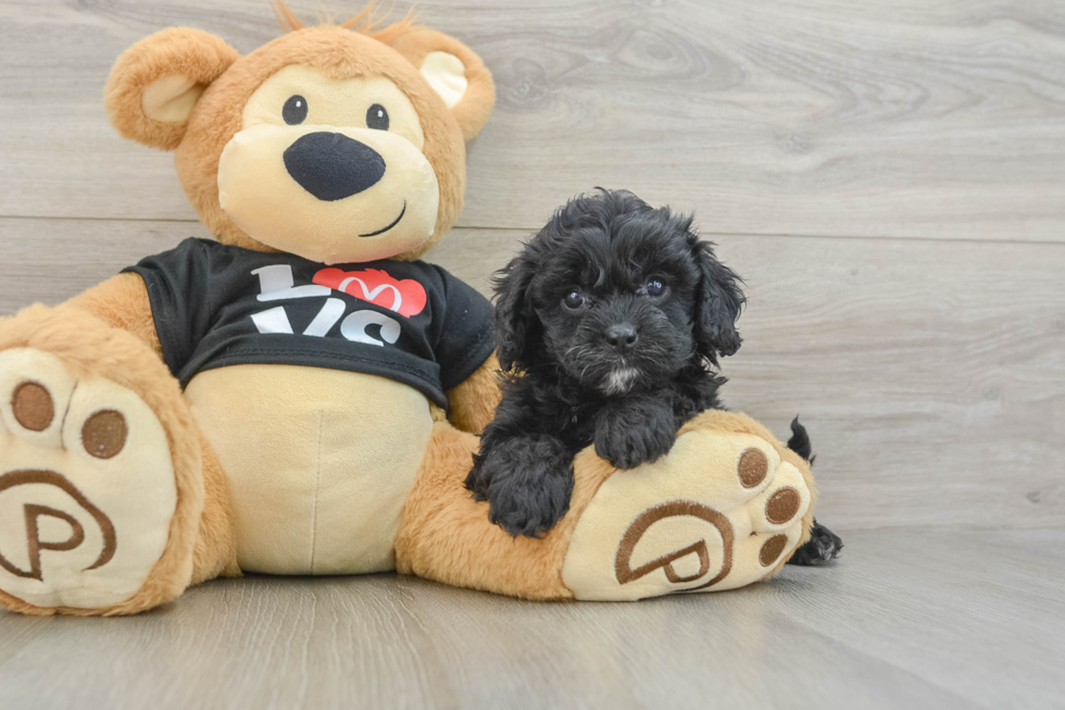 Cavapoo Pup Being Cute