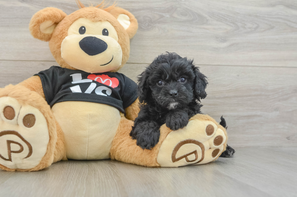 7 week old Cavapoo Puppy For Sale - Seaside Pups