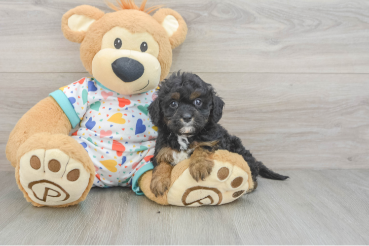 Cavapoo Puppy for Adoption