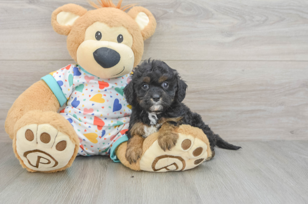 6 week old Cavapoo Puppy For Sale - Seaside Pups