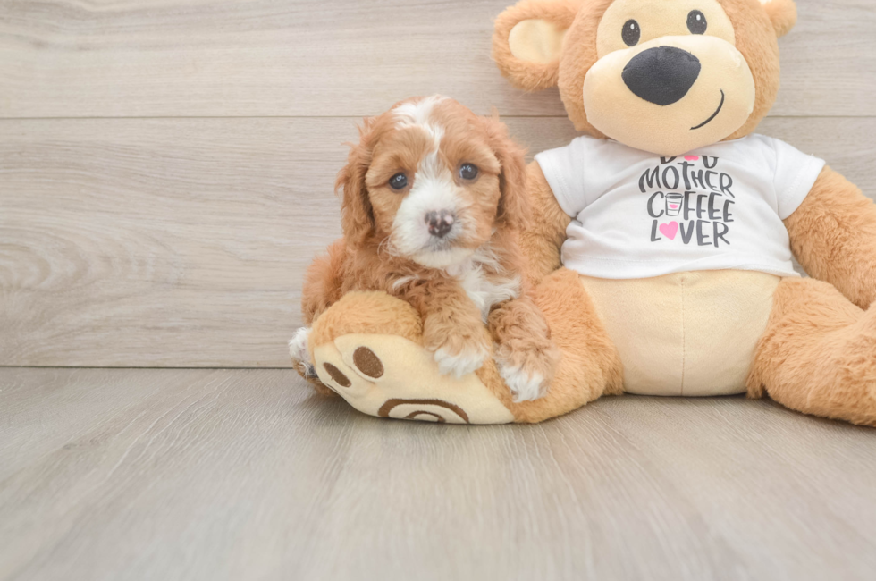 6 week old Cavapoo Puppy For Sale - Seaside Pups