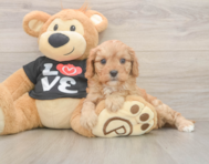7 week old Cavapoo Puppy For Sale - Seaside Pups