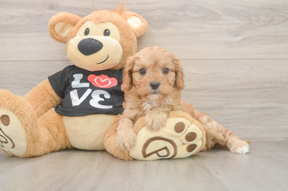 5 week old Cavapoo Puppy For Sale - Seaside Pups