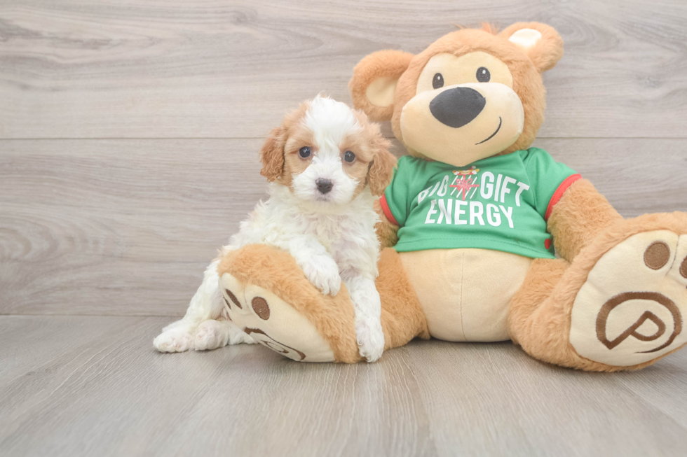 Funny Cavapoo Poodle Mix Pup