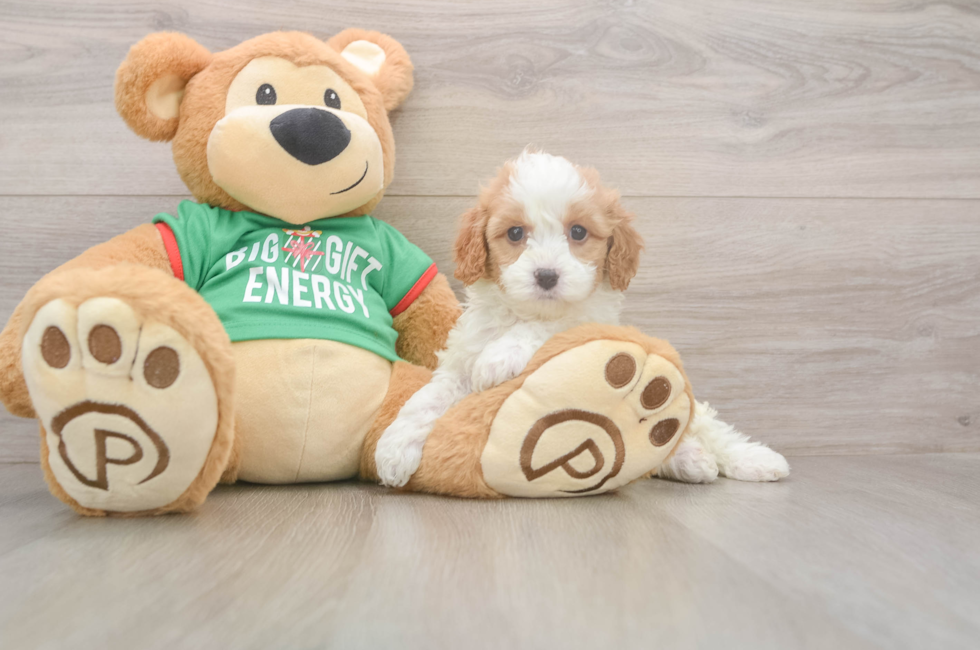 5 week old Cavapoo Puppy For Sale - Seaside Pups