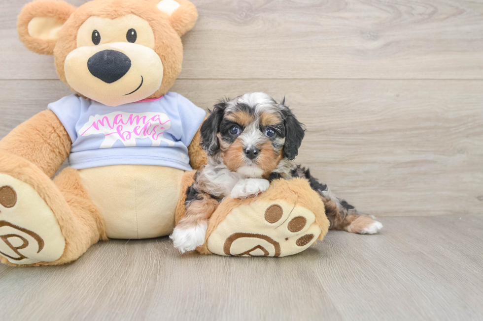 Best Cavapoo Baby