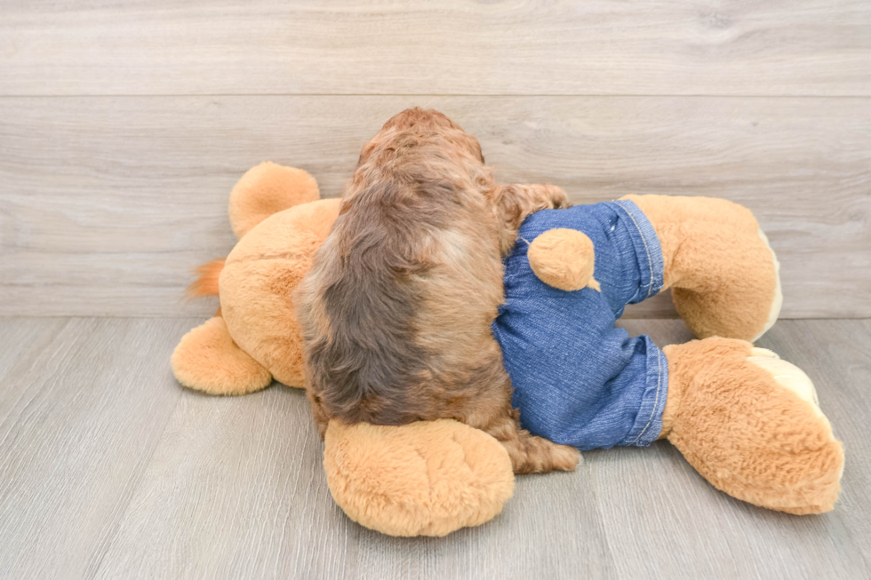 Playful Cavapoodle Poodle Mix Puppy