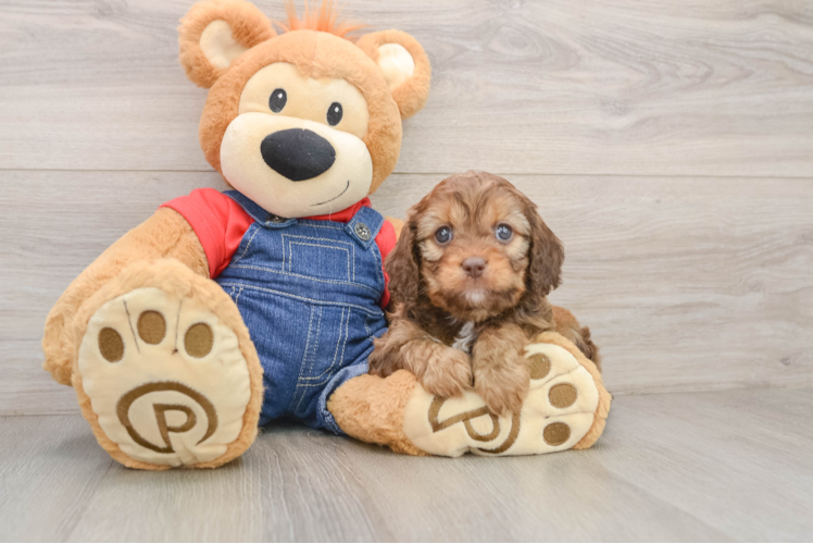 Cavapoo Puppy for Adoption