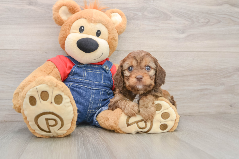 Cavapoo Puppy for Adoption