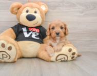 7 week old Cavapoo Puppy For Sale - Seaside Pups