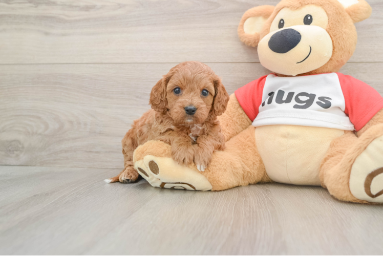 Best Cavapoo Baby