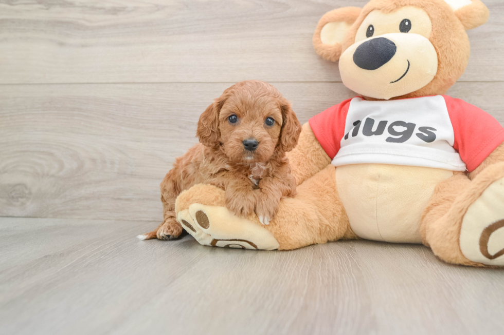 Best Cavapoo Baby