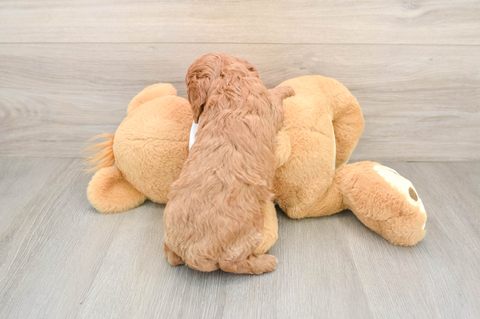 Cavapoo Pup Being Cute
